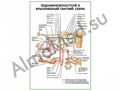 Крылонебный поднижнечелюстной ганглий. Схема плакат ламинированный А1/А2 (ламинированный	A2)