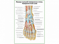 Мышцы тыльной поверхности стопы, поверхностный слой плакат глянцевый А1/А2 (глянцевый A2)