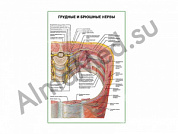 Грудные и брюшные нервы плакат ламинированный А1/А2 (ламинированный	A2)