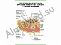 Расположение внутренних органов в поясничной области. Поперечное сечение плакат глянцевый/ламинированный А1/А2 (глянцевый	A2)