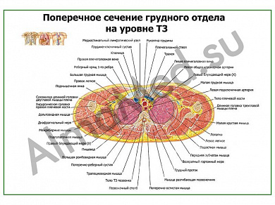 Поперечное сечение грудного отдела на уровне Т3 плакат ламинированный А1/А2 (ламинированный	A2)