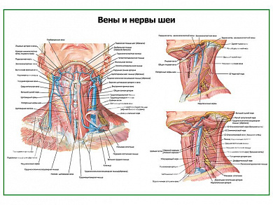 Нервы и вены шеи плакат глянцевый/ламинированный А1/А2 (глянцевый	A2)