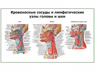 Сосуды головы и шеи, плакат глянцевый А1/А2 (глянцевый A1)