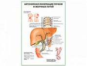 Автономная иннервация печени и желчных путей плакат глянцевый  А1/А2 (глянцевый A2)