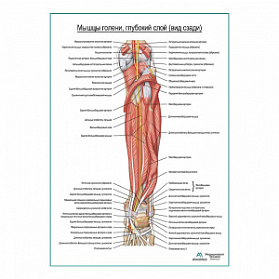 Мышцы голени и стопы глубокий слой, вид сзади плакат глянцевый А1+/А2+ (глянцевая фотобумага от 200 г/кв.м, размер A2+)