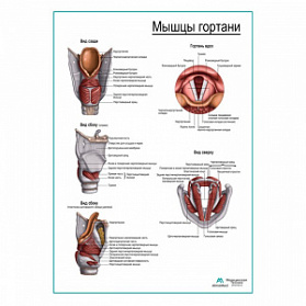 Мышцы гортани, плакат глянцевый А1+/А2+ (глянцевая фотобумага от 200 г/кв.м, размер A2+) Мышцы гортани, плакат глянцевый А1+/А2+ (глянцевая фотобумага от 200 г/кв.м, размер A2+)