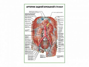 Артерии задней брюшной стенки плакат глянцевый А1/А2 (глянцевый A1)