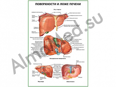 Поверхности и ложе печени плакат ламинированный А1/А2 (ламинированный	A2)