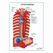 Артерии пищевода плакат глянцевый  А1+/А2+ (глянцевый холст от 200 г/кв.м, размер A1+)