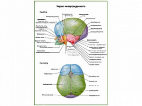 Череп новорожденного, плакат глянцевый А1/А2 (глянцевый A1)