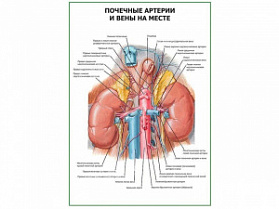 Почечные артерии и вены на месте плакат глянцевый А1/А2 (глянцевый A2)