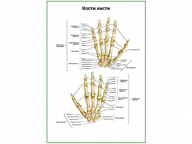 Кости кисти плакат глянцевый А1/А2 (глянцевый A2)