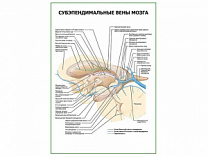 Субэпендимальные вены мозга плакат глянцевый А1/А2 (глянцевый A1)