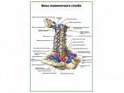 Вены позвоночного столба плакат глянцевый А1/А2 (глянцевый A2)