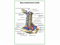 Вены позвоночного столба плакат глянцевый А1/А2 (глянцевый A2)
