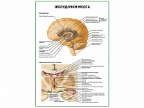 Желудочки мозга плакат глянцевый А1/А2 (глянцевый A2)