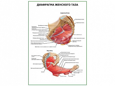 Диафрагма женского таза. Вид сбоку плакат глянцевый А1/А2 (глянцевый A1)