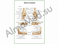 Кости колена плакат ламинированный А1/А2 (ламинированный	A2)
