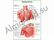 Мышцы плеча плакат ламинированный А1/А2 (ламинированный	A2)