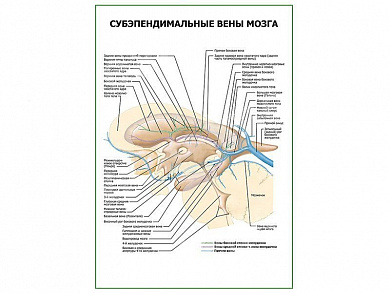 Субэпендимальные вены мозга плакат глянцевый А1/А2 (глянцевый A2)