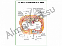 Межреберные нервы и артерии плакат глянцевый/ламинированный А1/А2 (глянцевый	A2)