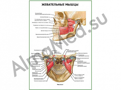 Жевательные мышцы. Вид сбоку плакат ламинированный А1/А2 (ламинированный	A2)
