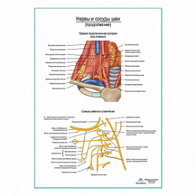 Нервы и сосуды шеи (продолжение) плакат глянцевый А1+/А2+ (глянцевая фотобумага от 200 г/кв.м, размер A2+)