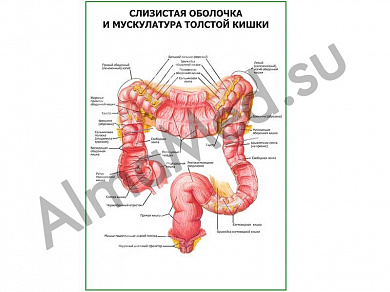 Слизистая и мускулатура толстой кишки плакат ламинированный А1/А2 (ламинированный	A2)