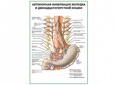 Автономная иннервация желудка и двенадцатиперстной кишки плакат глянцевый  А1/А2 (глянцевый A1)