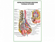 Нервы внутренних женских тазовых органов плакат глянцевый А1/А2 (глянцевый A2)