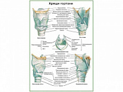 Хрящи гортани плакат глянцевый А1/А2 (глянцевый A2)