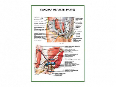 Паховая область. Разрез плакат глянцевый А1/А2 (глянцевый A1)