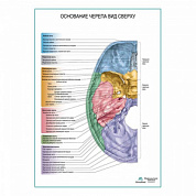 Основание черепа, вид снизу плакат глянцевый А1+/А2+ (глянцевый холст от 200 г/кв.м, размер A1+)