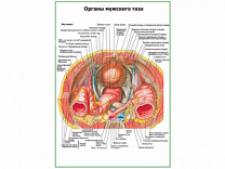 Органы мужского таза плакат глянцевый А1/А2 (глянцевый A2)