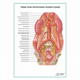 Нервы почек, мочеточников, мочевого пузыря плакат глянцевый А1+/А2+ (глянцевая фотобумага от 200 г/кв.м, размер A1+)
