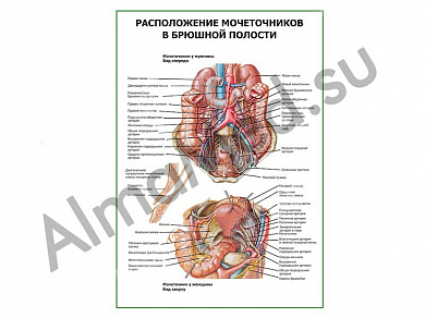 Расположение мочеточников в брюшной полости плакат глянцевый/ламинированный А1/А2 (глянцевый	A2)