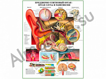 Преддверно-улитковый орган слуха и равновесия, плакат ламинированный А1/А2 (ламинированный	A2)