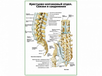 Связки и соединения крестцово-копчикового отдела плакат глянцевый А1/А2 (глянцевый A1)