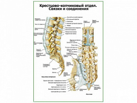 Связки пояснично-крестцового отдела плакат глянцевый А1+/А2+ (глянцевая фотобумага от 200 г/кв.м, размер A1+)