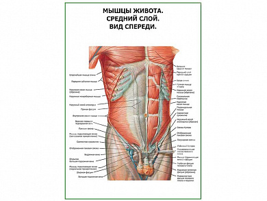 Мышцы живота средний слой. Вид спереди плакат глянцевый А1/А2 (глянцевый A2)