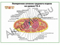 Поперечное сечение грудного отдела на уровне Т3-4 плакат глянцевый/ламинированный А1/А2 (глянцевый	A2)