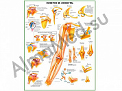 Плечо и локоть, плакат ламинированный А1/А2 (ламинированный A2)