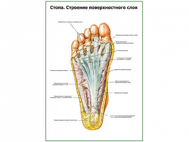 Стопа, строение поверхностного слоя плакат глянцевый А1/А2 (глянцевый A2)