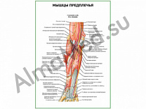 Мышцы предплечья, глубокий слой. Вид спереди плакат ламинированный А1/А2 (ламинированный	A2)