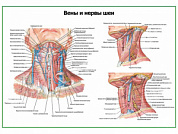Нервы и вены шеи плакат глянцевый А1/А2 (глянцевый A1)
