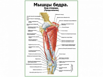 Мышцы бедра вид спереди, продолжение, плакат глянцевый А1/А2 (глянцевый A2)