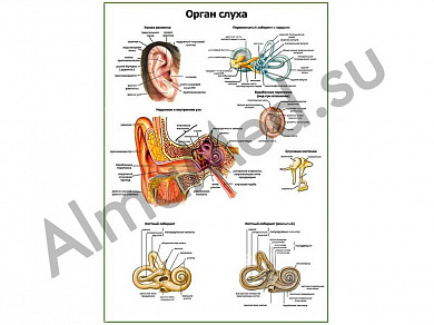 Орган слуха плакат ламинированный А1/А2 (ламинированный	A2)