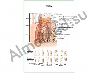 Зуб, строение, виды плакат ламинированный А1/А2 (ламинированный	A2)