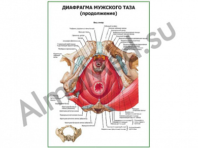 Диафрагма мужского таза (продолжение) плакат глянцевый/ламинированный А1/А2 (глянцевый	A2)