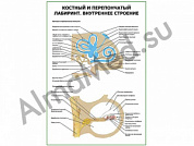 Костный и перепончатый лабиринт внутреннее строение плакат глянцевый/ламинированный А1/А2 (глянцевый	A2)